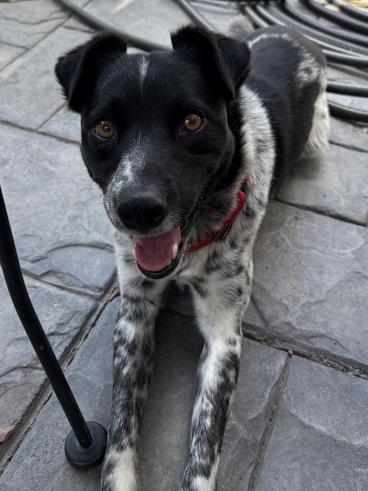 Enlarge Spots, a Adoptable mixed breed in Lafayette, CO image 2/6