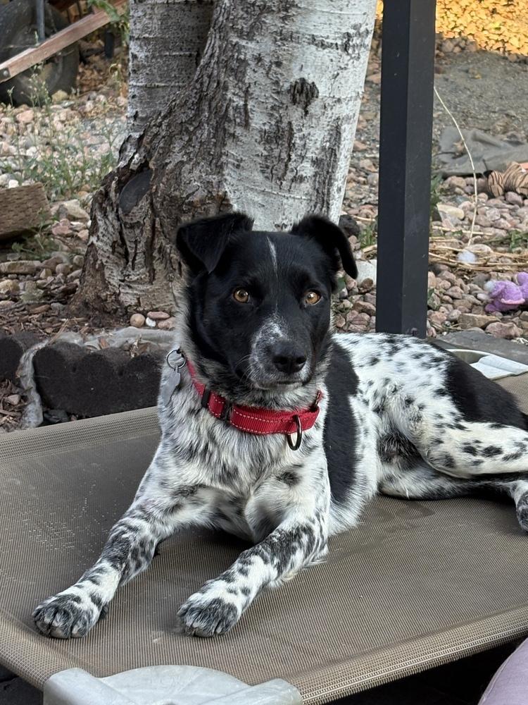 Enlarge Spots, a Adoptable mixed breed in Lafayette, CO image 4/6