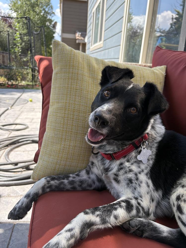 Enlarge Spots, a Adoptable mixed breed in Lafayette, CO image 5/6
