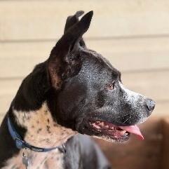 TILLY GRACE, Adoptable, Young Female Mixed Breed.