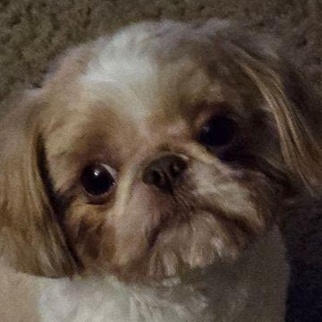 NICO, ADOPTABLE, Young Male Shih Tzu.