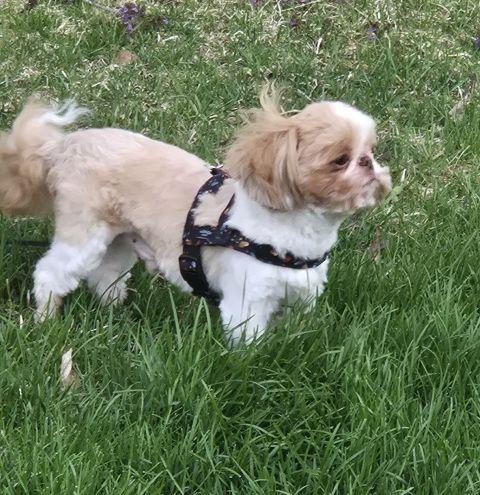 Enlarge NICO, a ADOPTABLE Shih Tzu in Eden Prairie, MN image 2/2