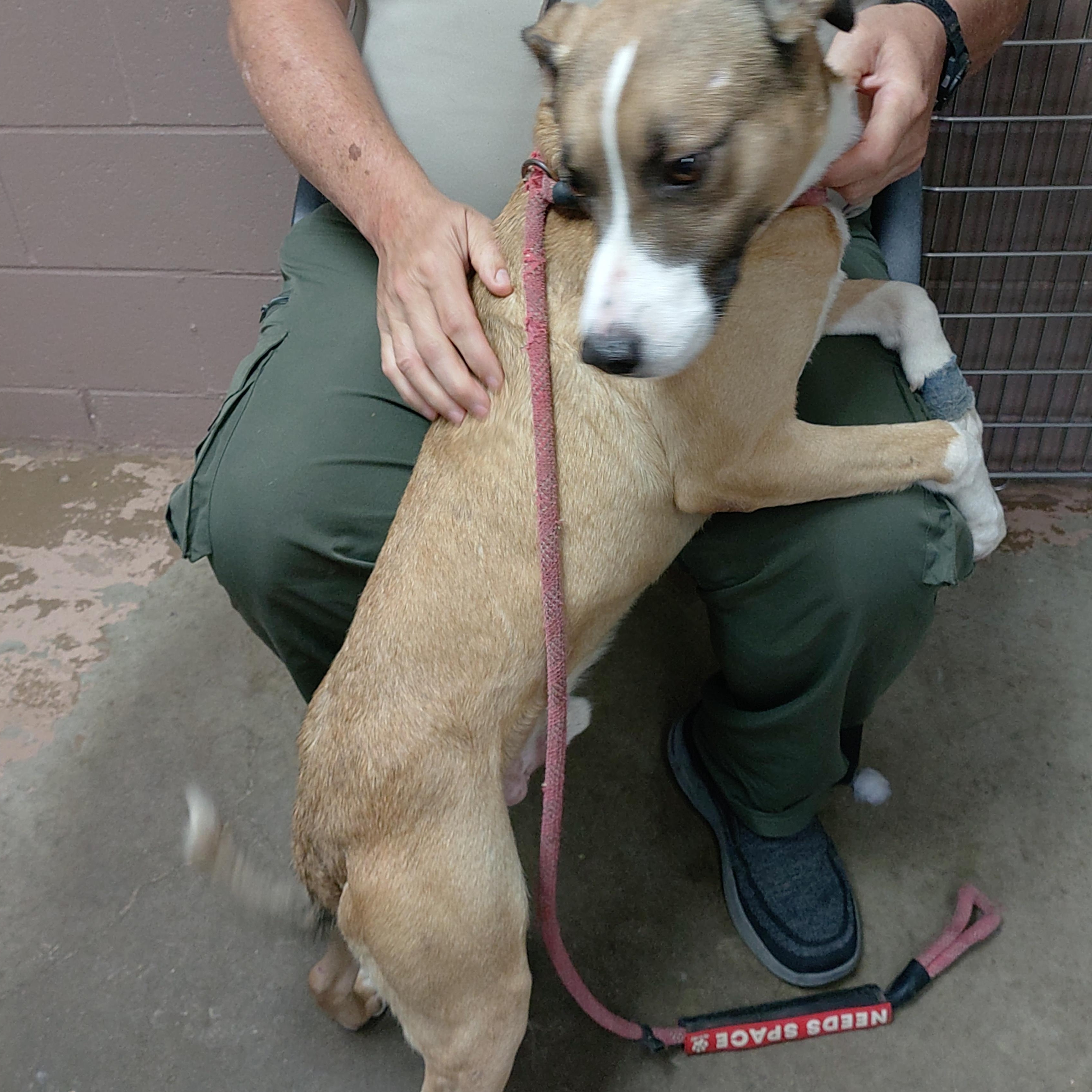Enlarge 26-109, a Adoptable Labrador Retriever in Carrollton, OH image 2/3