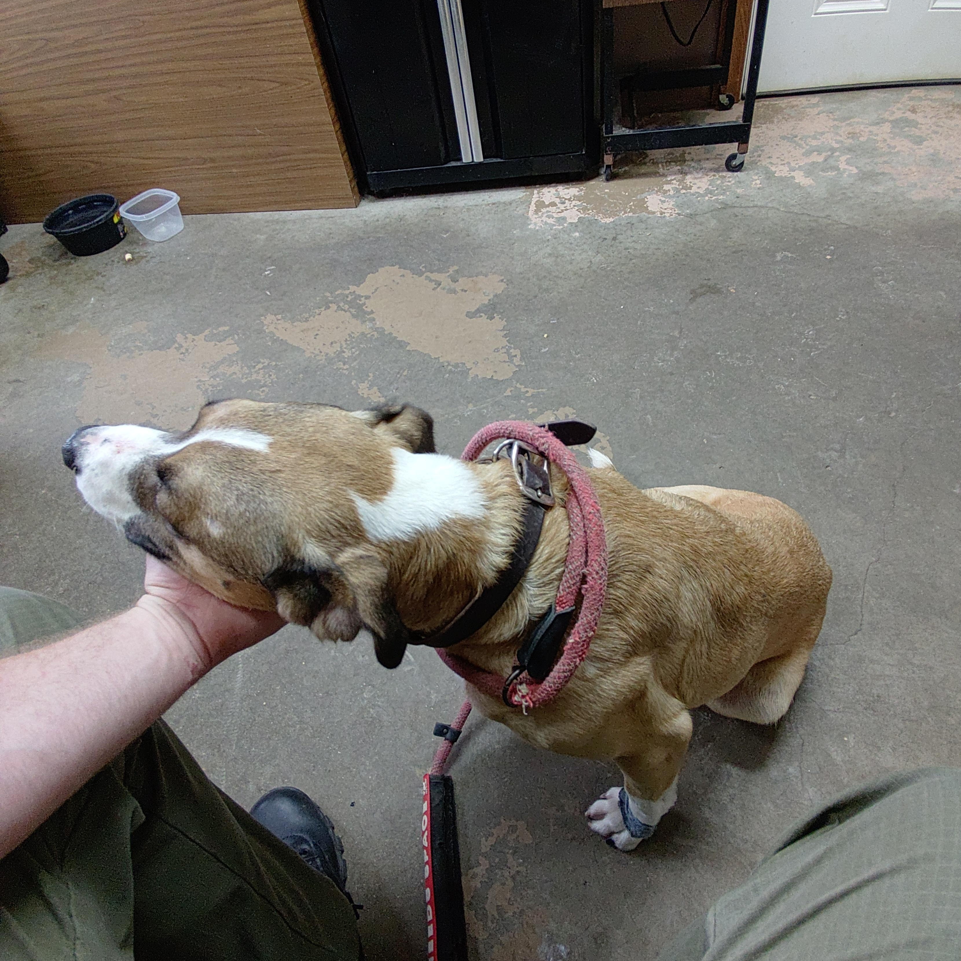 Enlarge 26-109, a Adoptable Labrador Retriever in Carrollton, OH image 3/3