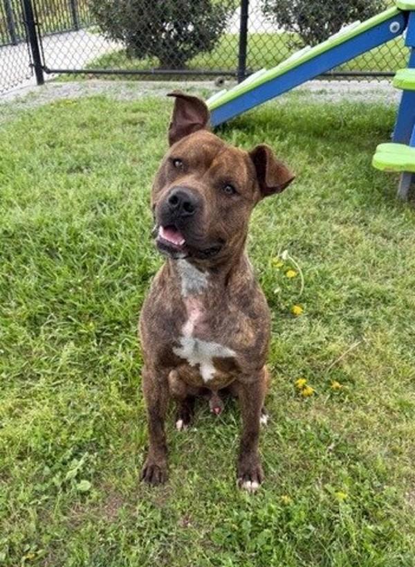 Mister, Adoptable, Adult Male Bull Terrier.
