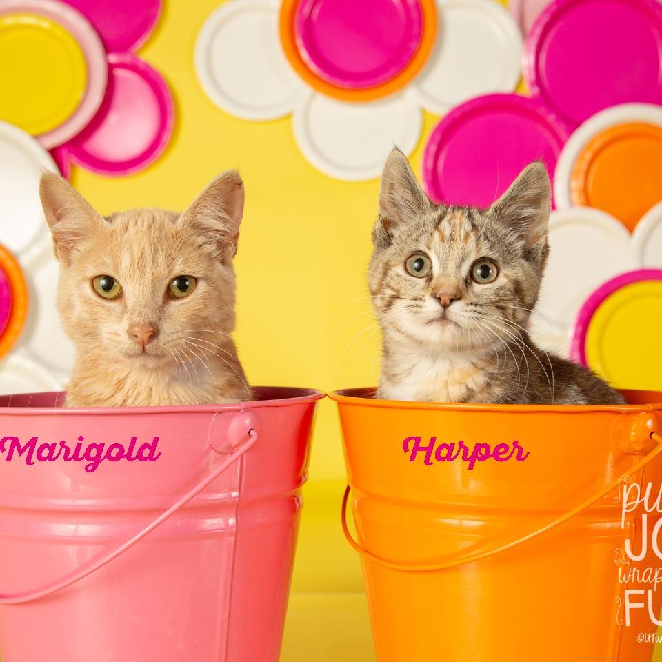 Marigold, Adoptable, Adult Female Domestic Short Hair.