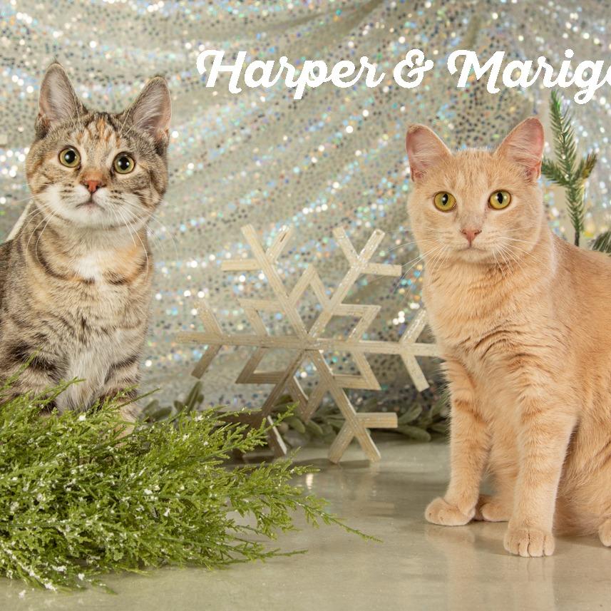 Enlarge Marigold, a Adoptable Domestic Short Hair in Springfield, MO image 2/6