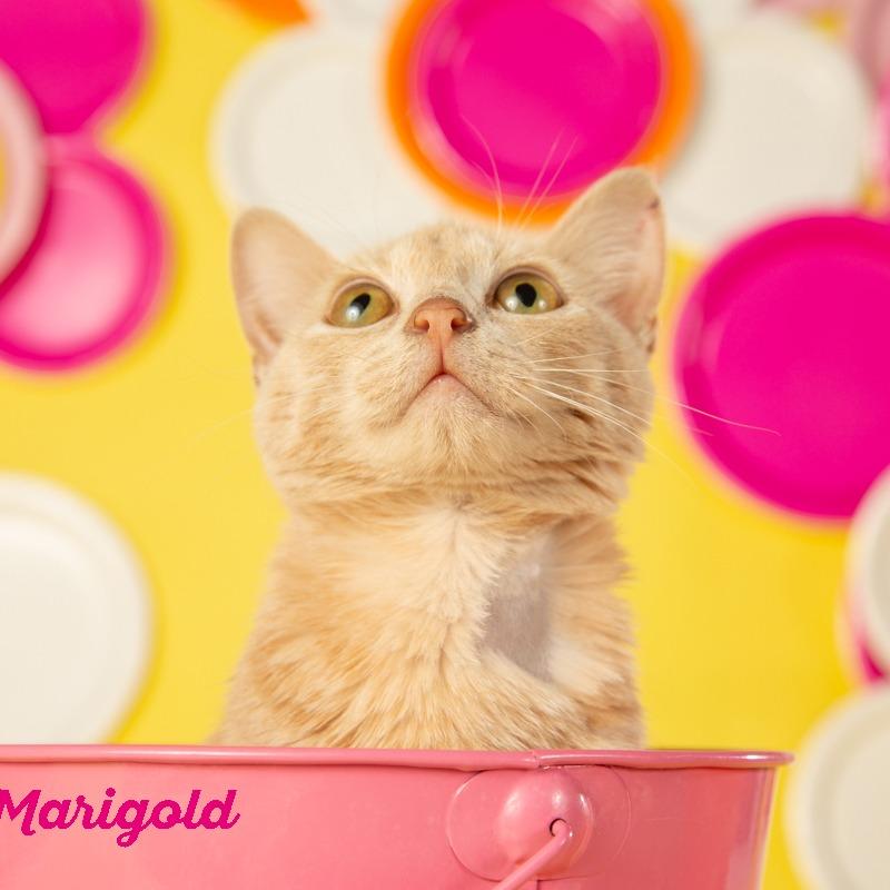 Enlarge Marigold, a Adoptable Domestic Short Hair in Springfield, MO image 3/6