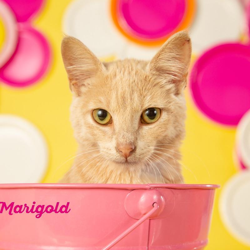 Enlarge Marigold, a Adoptable Domestic Short Hair in Springfield, MO image 4/6