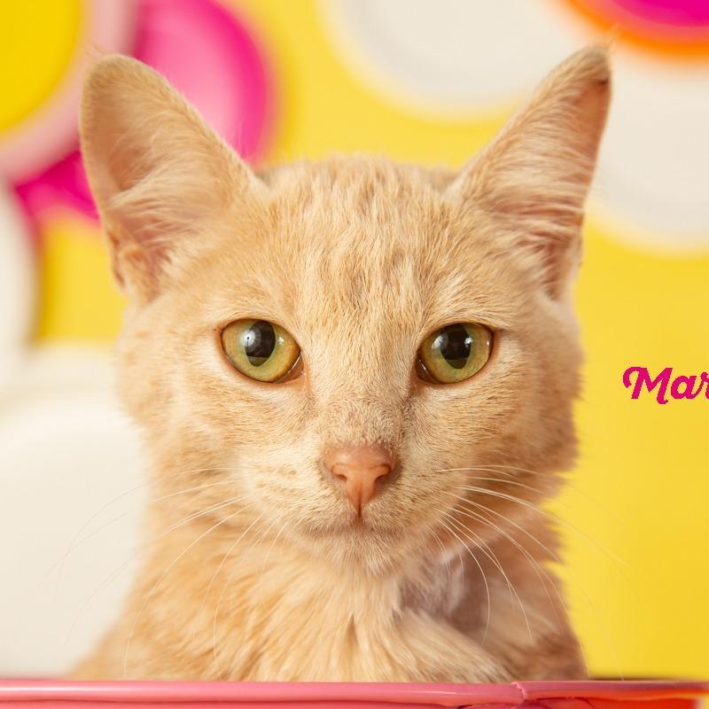 Enlarge Marigold, a Adoptable Domestic Short Hair in Springfield, MO image 5/6