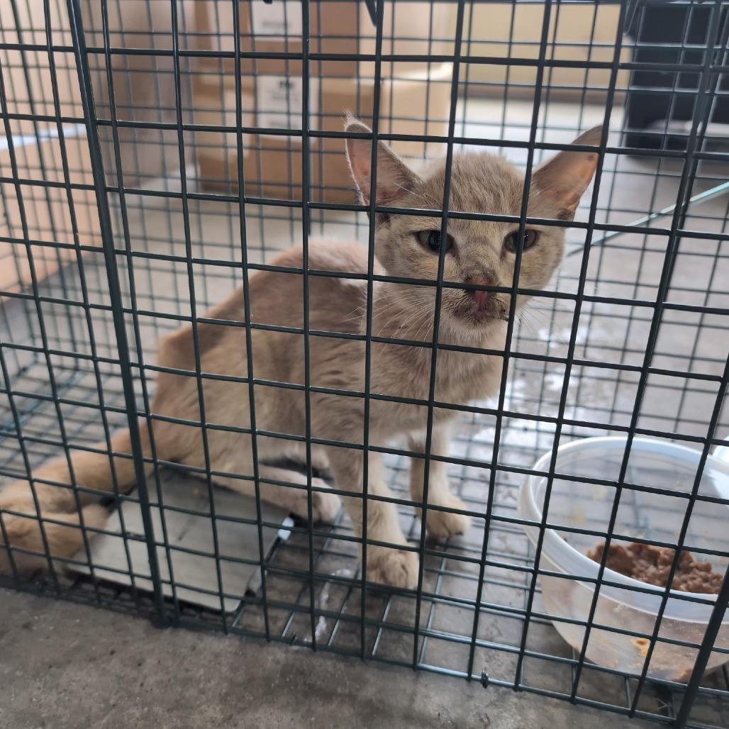 Enlarge Marigold, a Adoptable Domestic Short Hair in Springfield, MO image 6/6