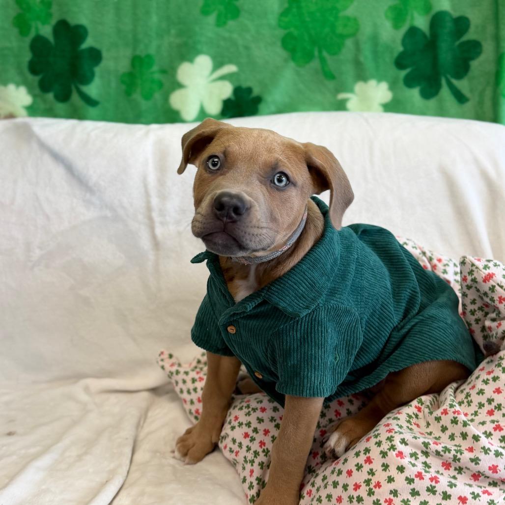 Tater Tot (Puppy 6) — thumbnail 2