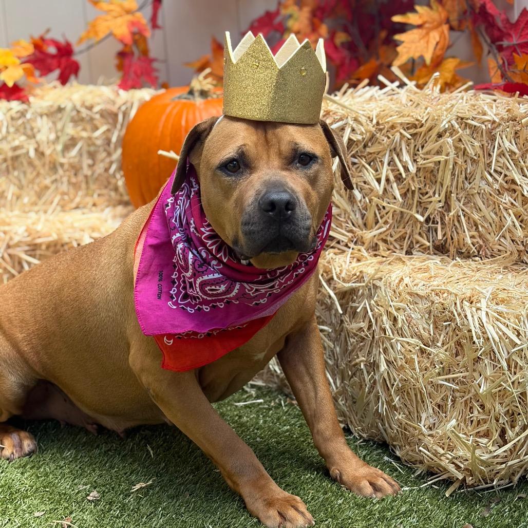 Halo, Adoptable, Adult Female Mixed Breed.