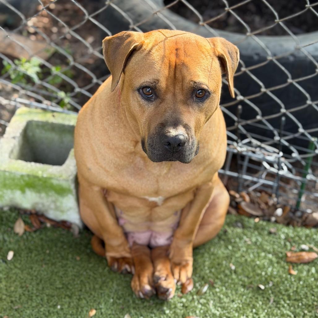 Enlarge Halo, a Adoptable Mixed Breed in Titusville, FL image 2/6
