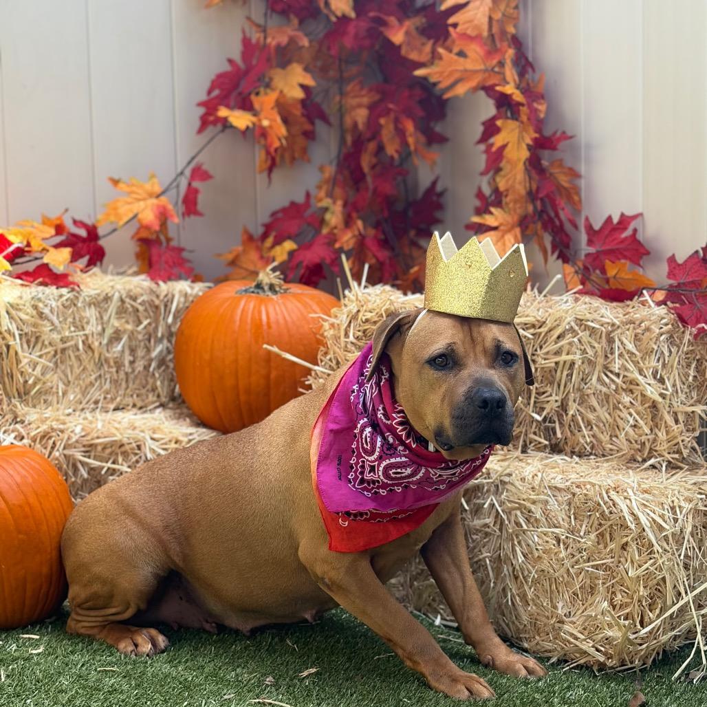 Enlarge Halo, a Adoptable Mixed Breed in Titusville, FL image 3/6