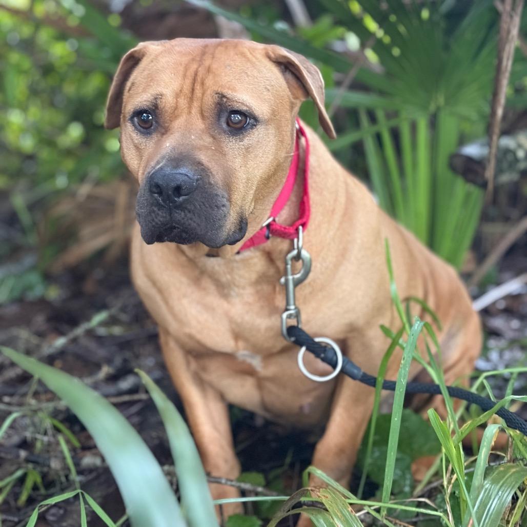 Enlarge Halo, a Adoptable Mixed Breed in Titusville, FL image 4/6