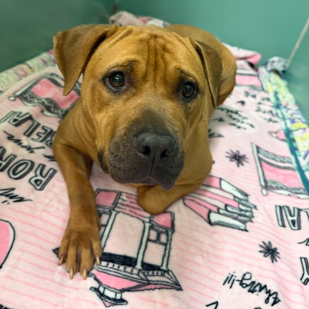 Halo, Adoptable, Adult Female Mixed Breed.