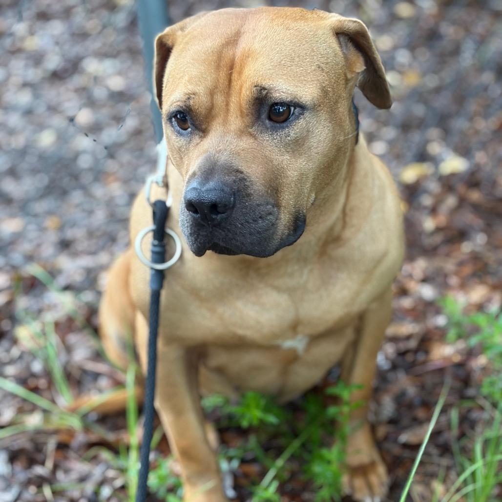 Enlarge Halo, a Adoptable Mixed Breed in Titusville, FL image 6/6