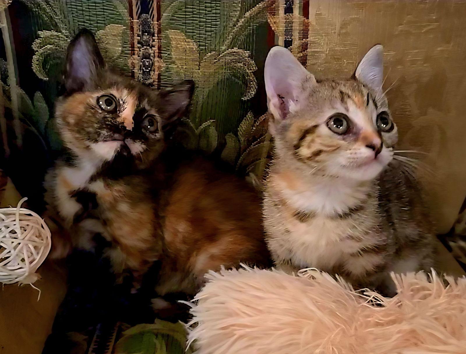 Varo, Adopted, Kitten Female Tortoiseshell & Domestic Short Hair.