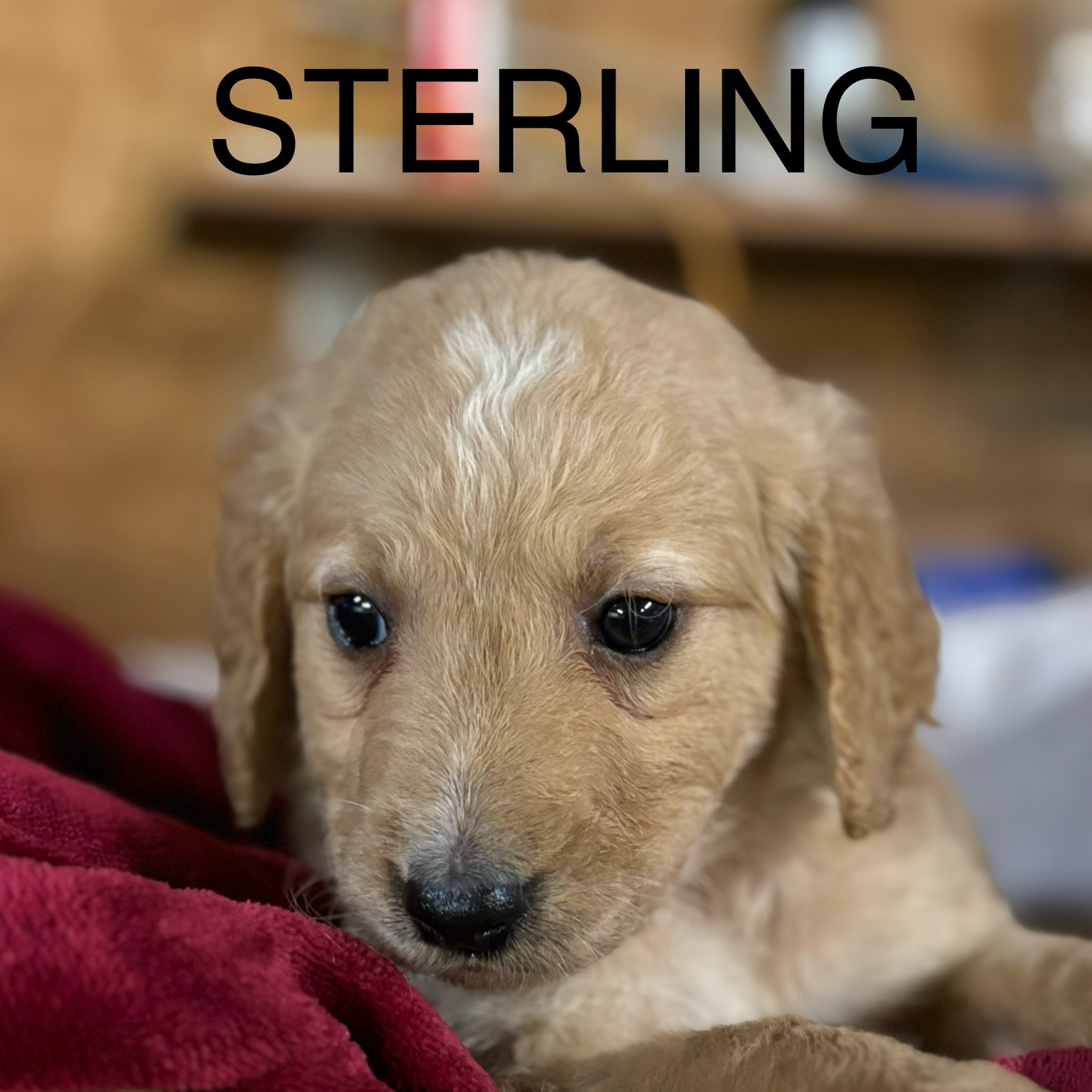 Enlarge STERLING, a Adopted mixed breed in Byhalia, MS image 1/1