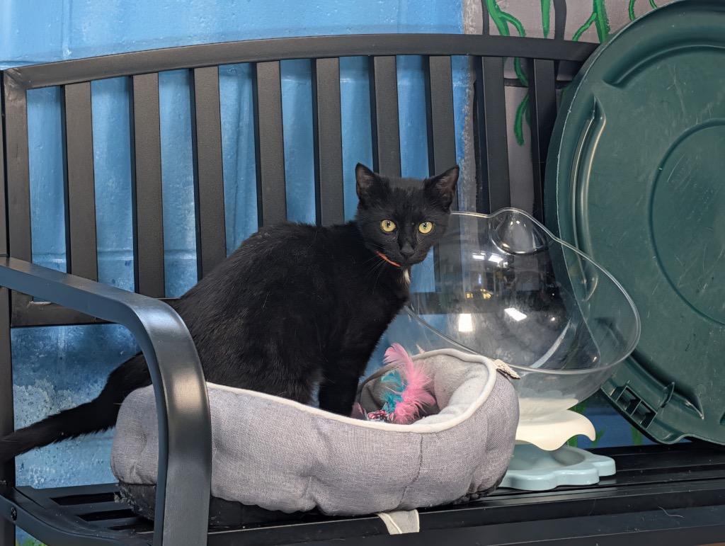 Tinker, Adoptable, Kitten Male Domestic Short Hair.