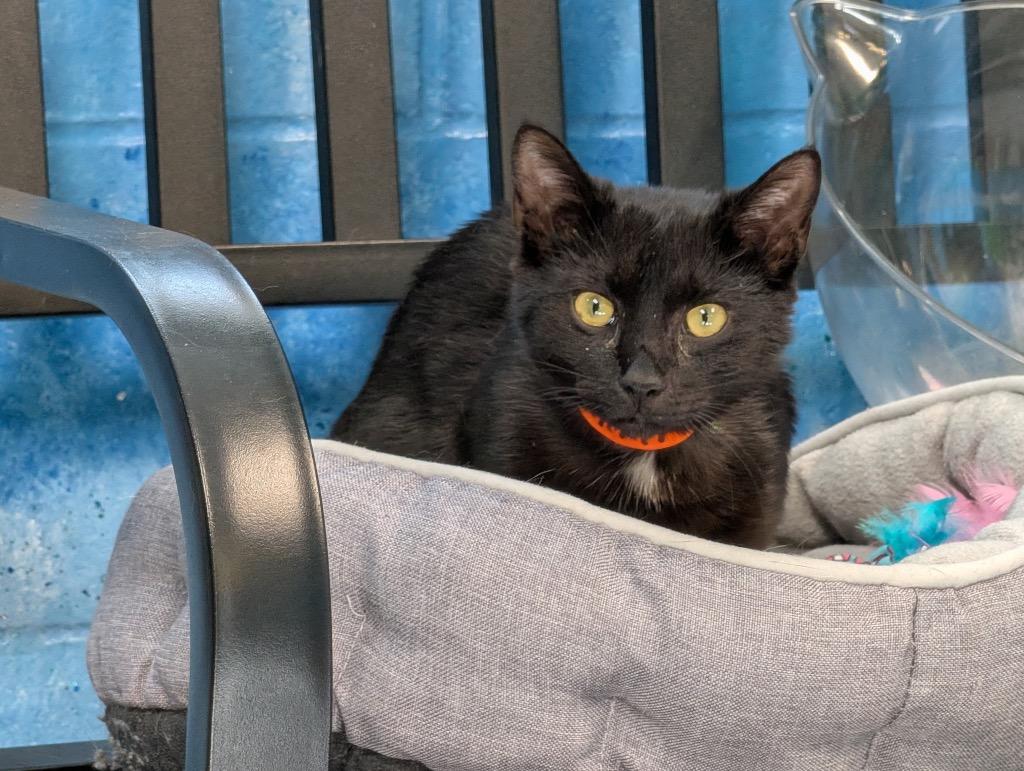 Enlarge Tinker, a Adoptable mixed breed in Shelbyville, TN image 2/3