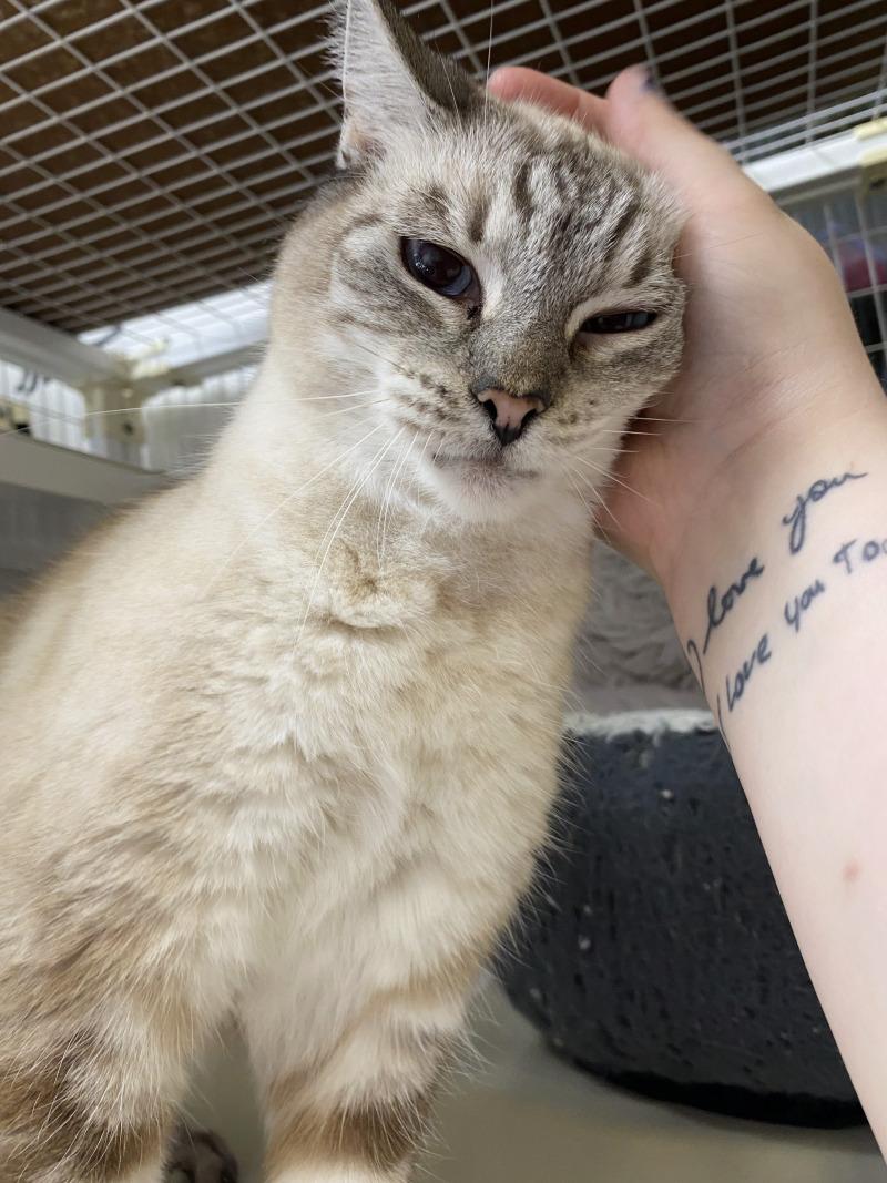 G.G., Adoptable, Adult Female Siamese & Tabby.
