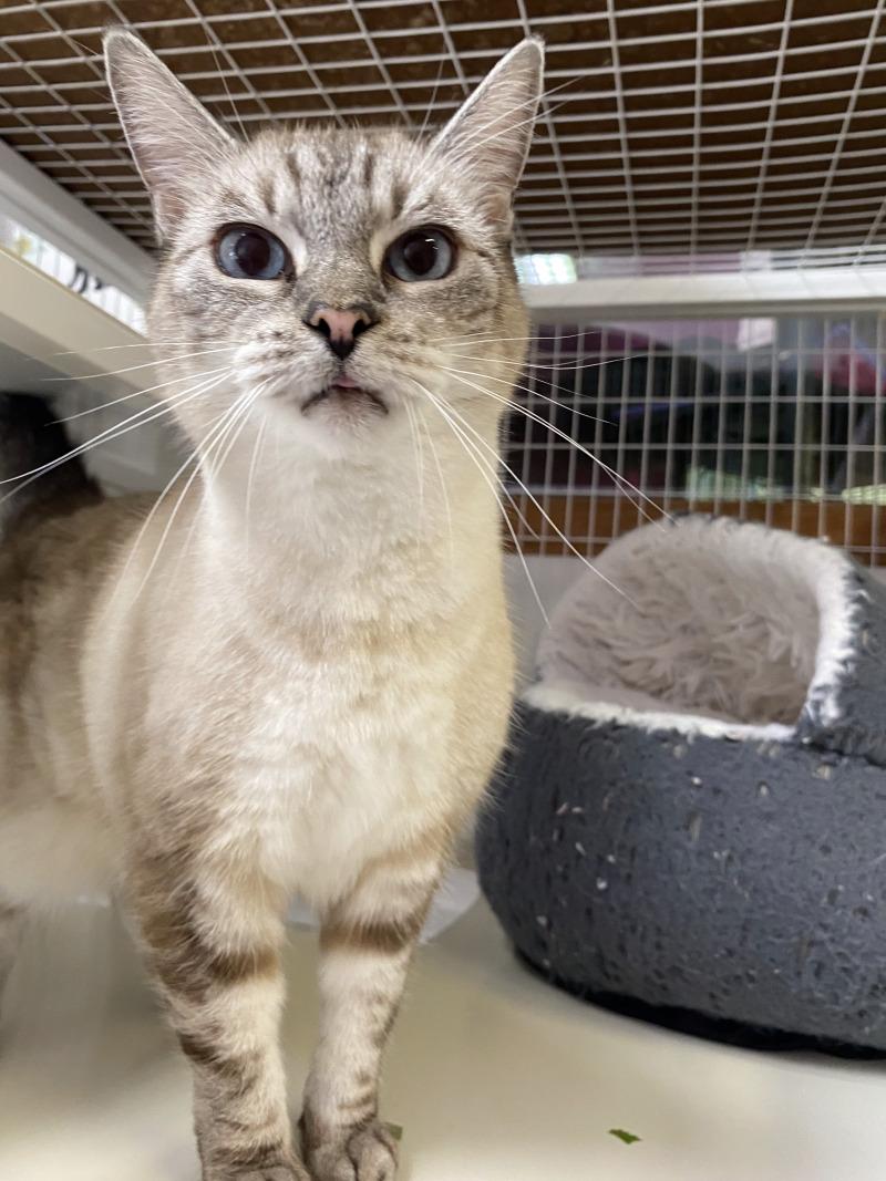 Enlarge G.G., a Adoptable mixed breed in Cortland, NY image 3/4