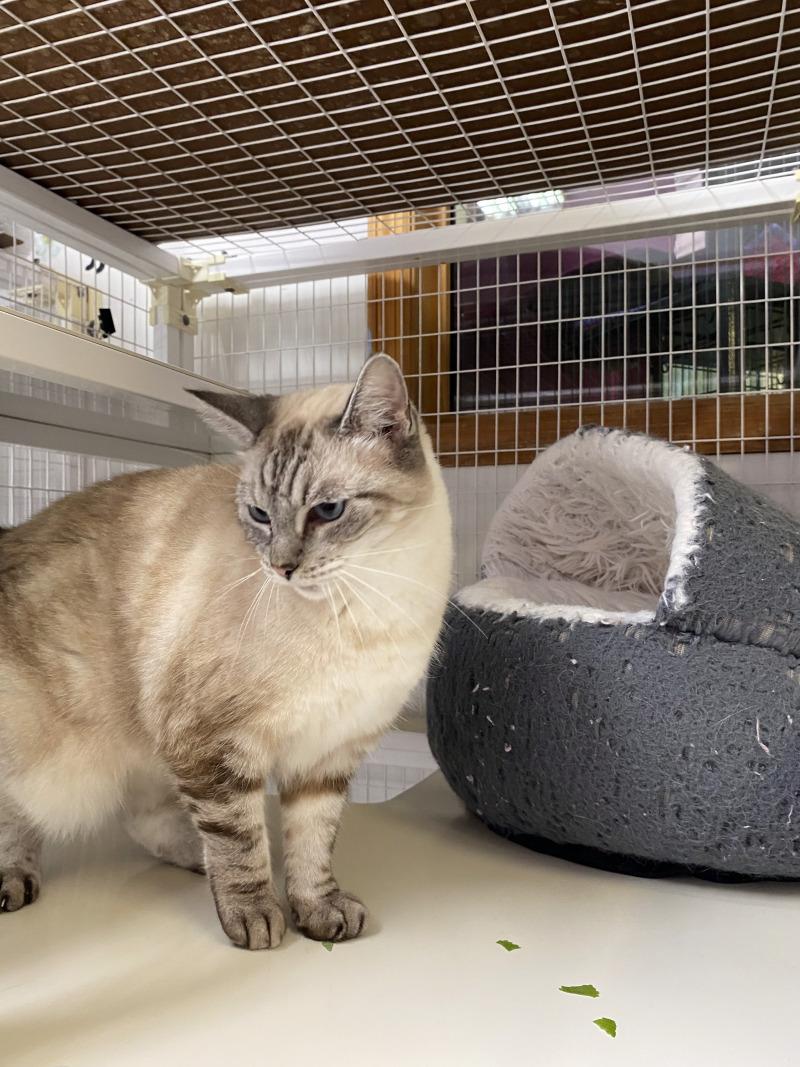Enlarge G.G., a Adoptable mixed breed in Cortland, NY image 4/4