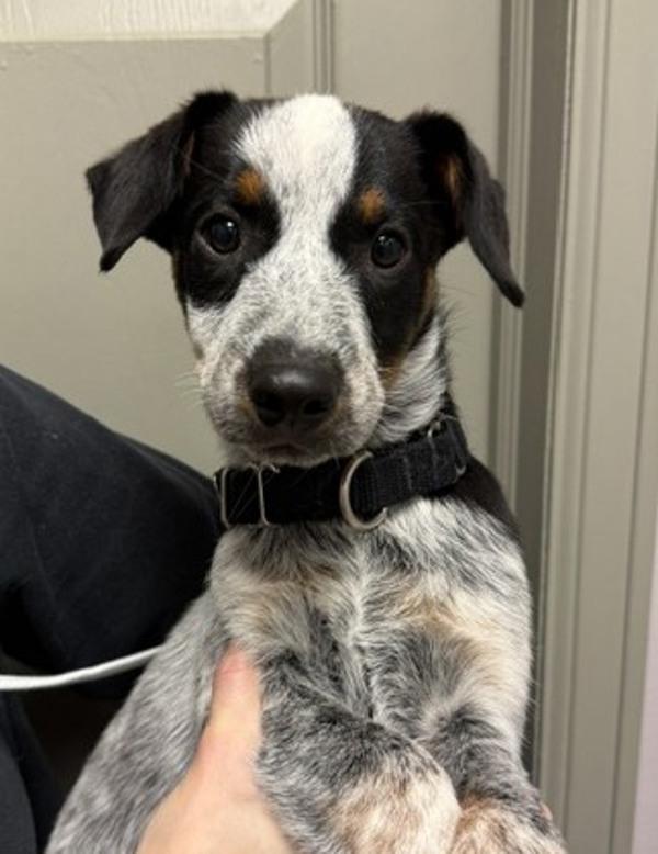 Enlarge Texas Roadhouse, a Adoptable mixed breed in Littleton, CO image 1/1