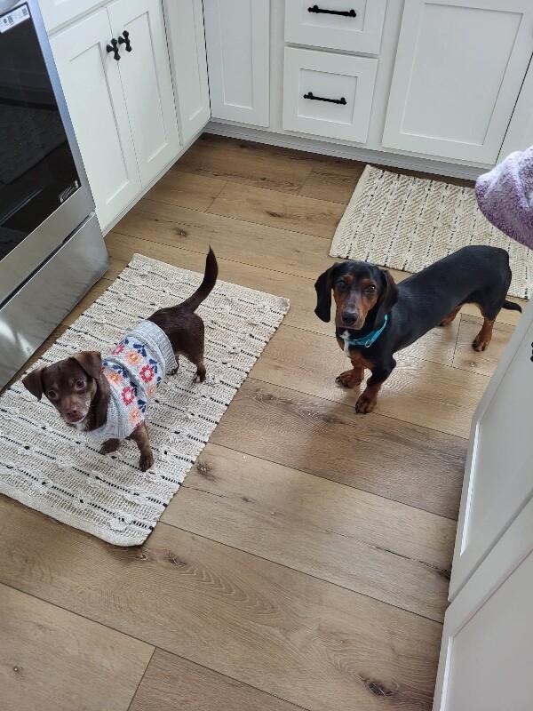 Noelle, Adoptable, Adult Female Chihuahua & Mixed Breed.