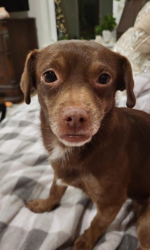 Enlarge Noelle, a Adoptable mixed breed in Alma, WI image 2/6