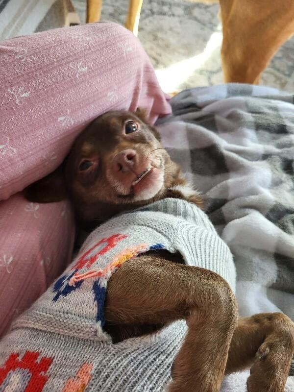 Enlarge Noelle, a Adoptable mixed breed in Alma, WI image 3/6