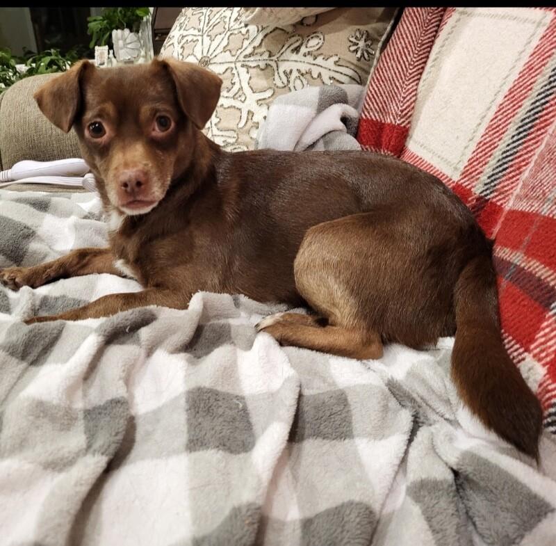 Enlarge Noelle, a Adoptable mixed breed in Alma, WI image 4/6