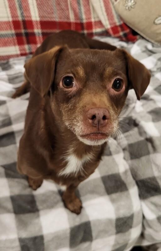 Enlarge Noelle, a Adoptable mixed breed in Alma, WI image 5/6