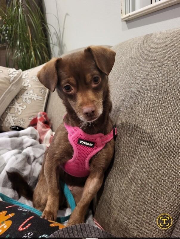 Enlarge Noelle, a Adoptable mixed breed in Alma, WI image 6/6