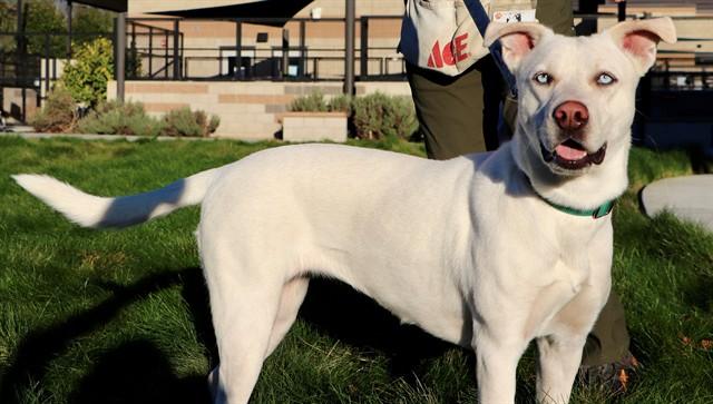 TINA, Adoptable, Adult Female Pit Bull Terrier & Border Collie.