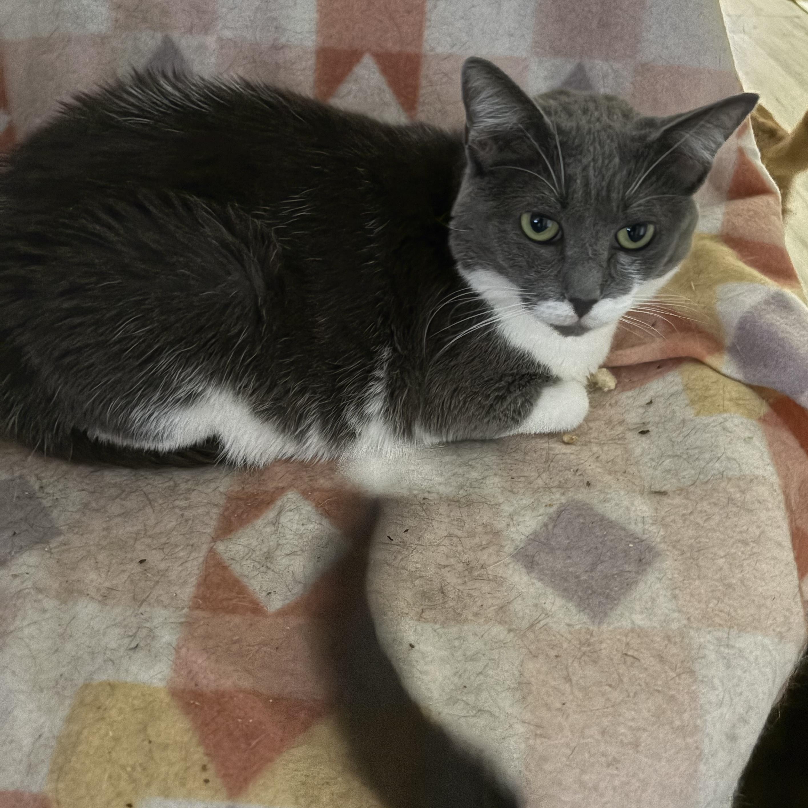 Rose, Adoptable, Adult Female Domestic Short Hair.