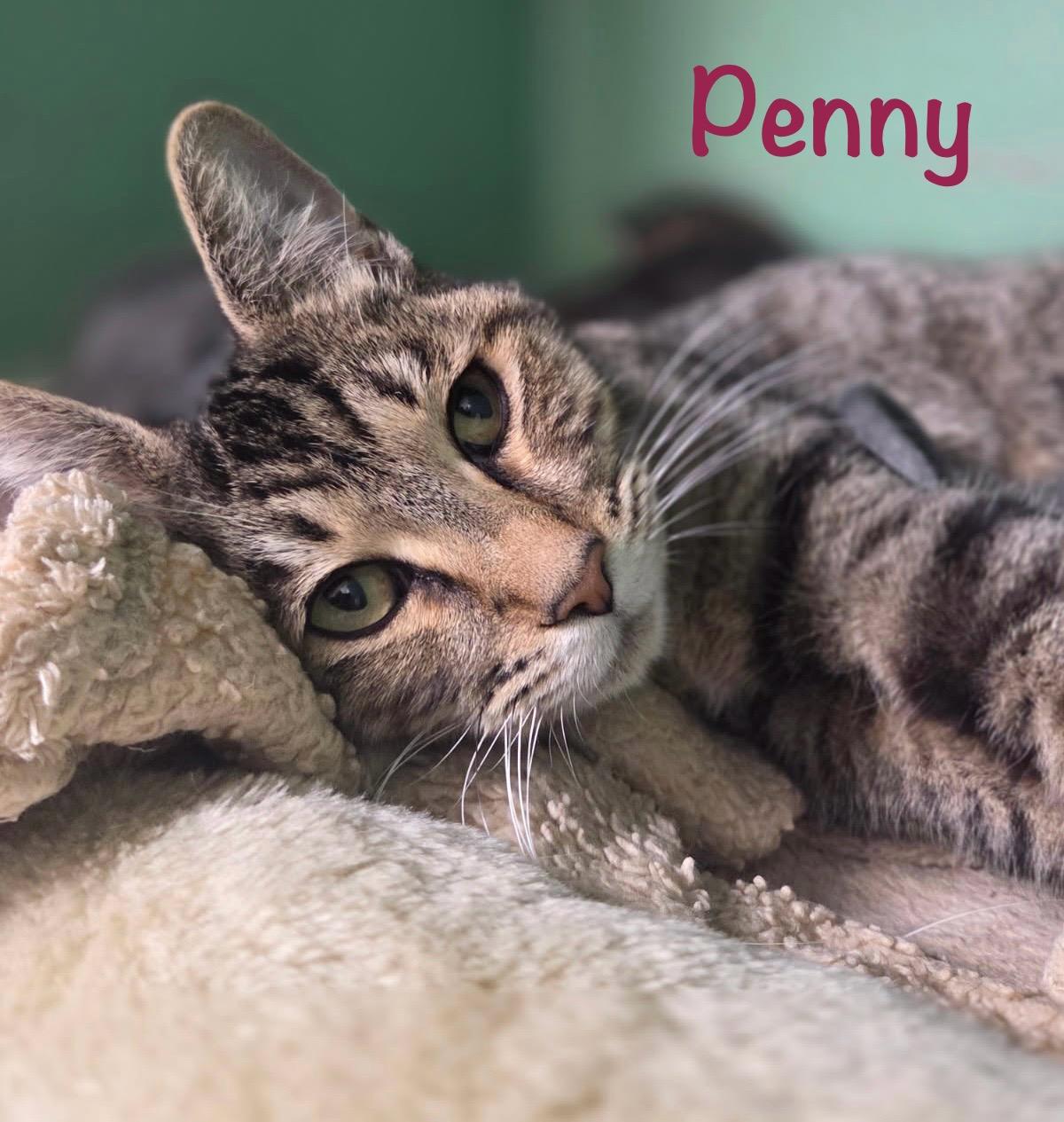 Enlarge Penny, an adopted Tabby in Crescent City, CA image 1/1