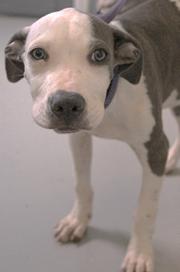Enlarge Wesley, a Adoptable mixed breed in Ridgeland, SC image 1/2
