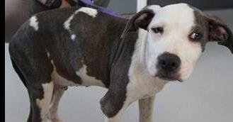 Enlarge Wesley, a Adoptable mixed breed in Ridgeland, SC image 2/2