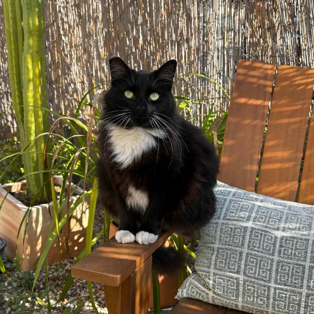 Enlarge Cholula, a Adoptable Domestic Long Hair in Oakland, CA image 2/6