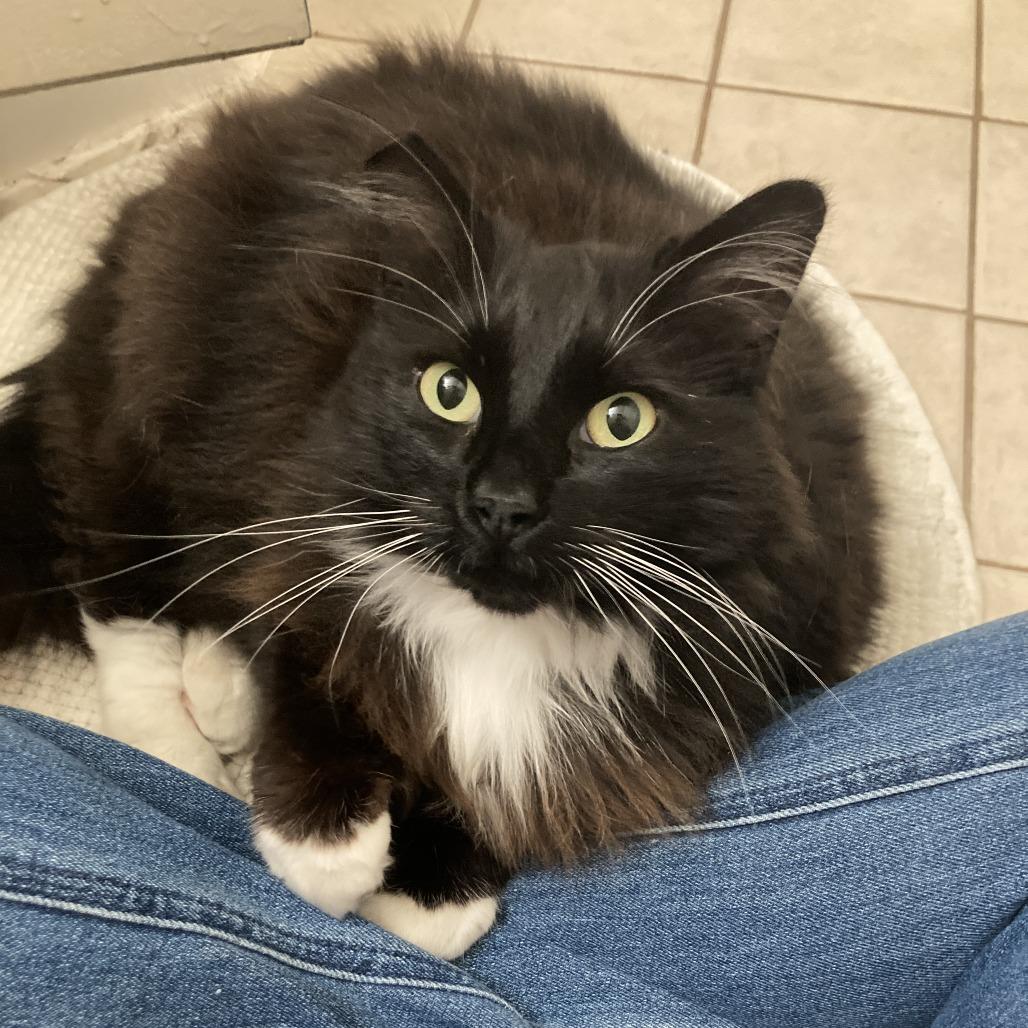 Enlarge Cholula, a Adoptable Domestic Long Hair in Oakland, CA image 3/6