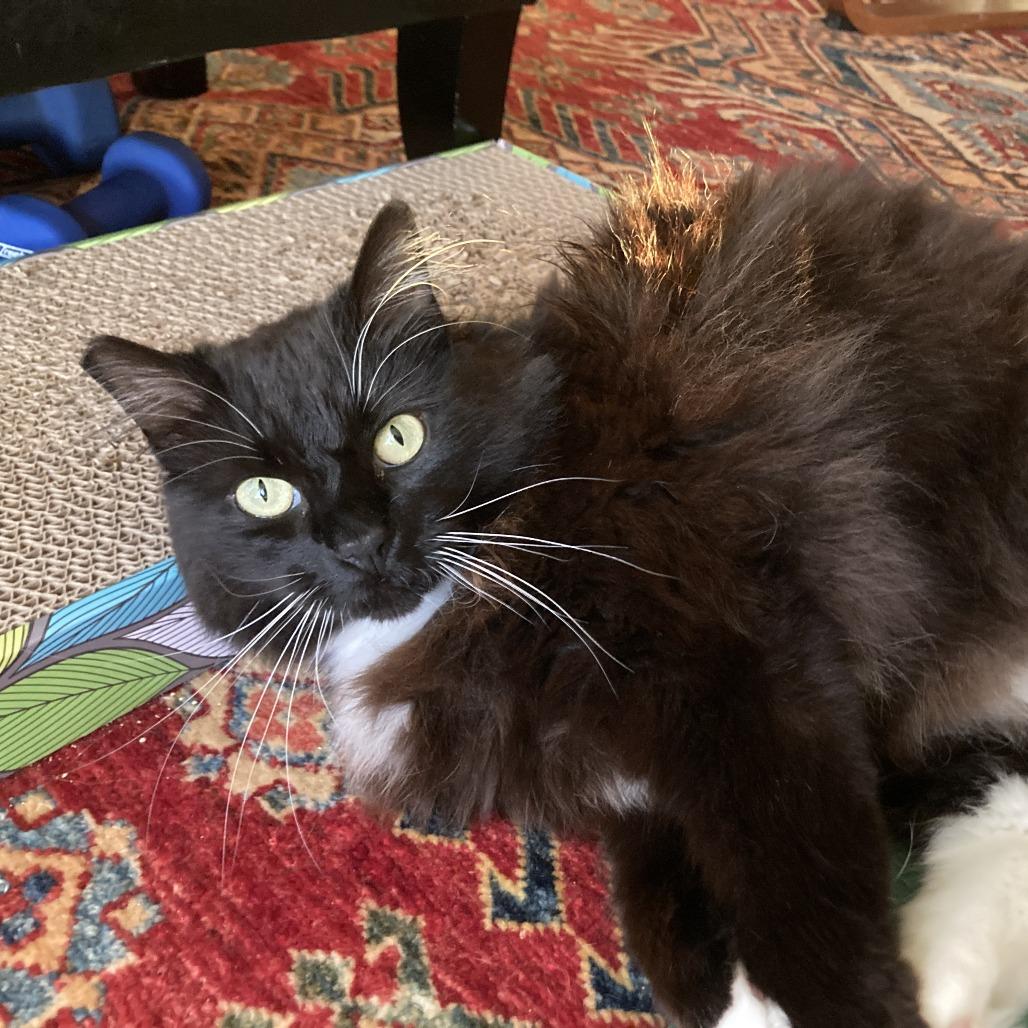 Cholula, a Adoptable Domestic Long Hair in Oakland, CA image 4/6