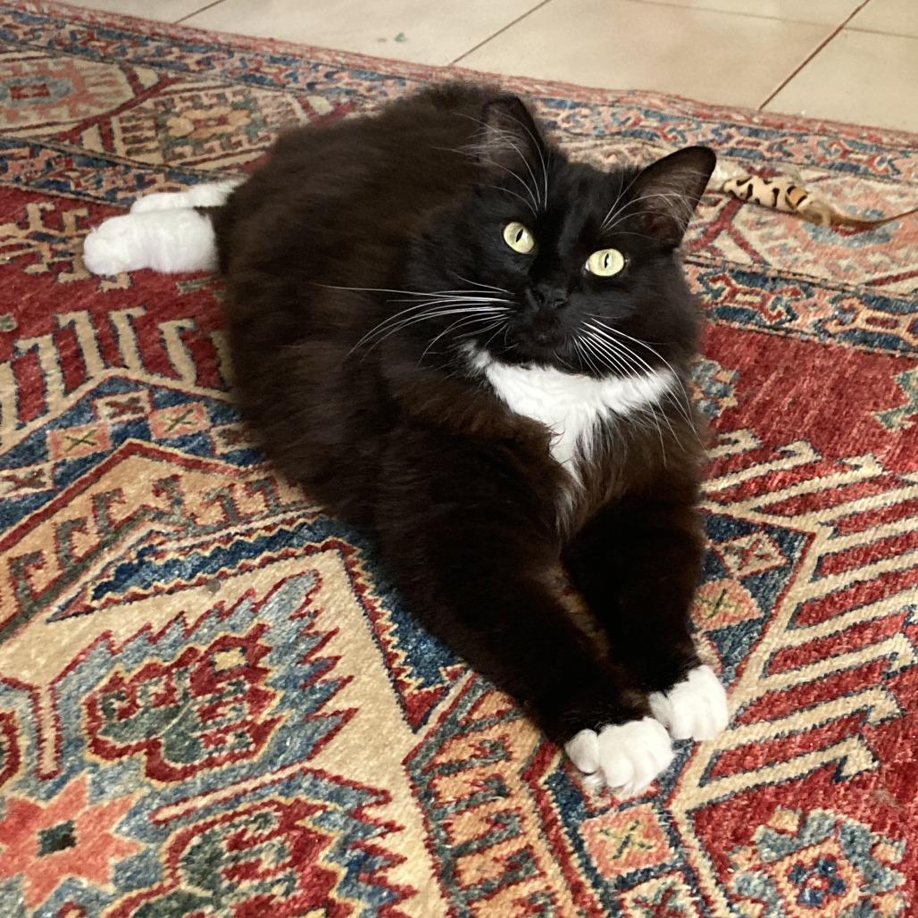Enlarge Cholula, a Adoptable Domestic Long Hair in Oakland, CA image 4/6