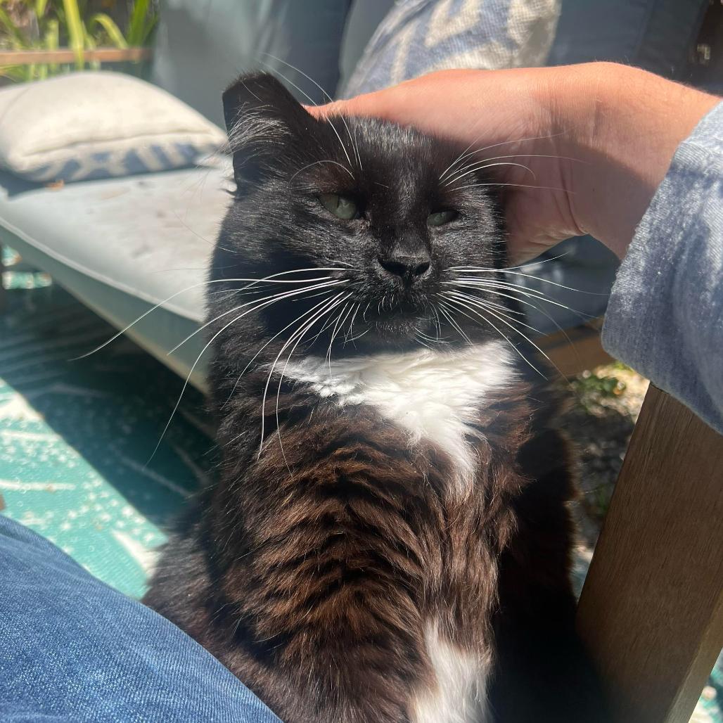 Enlarge Cholula, a Adoptable Domestic Long Hair in Oakland, CA image 4/6