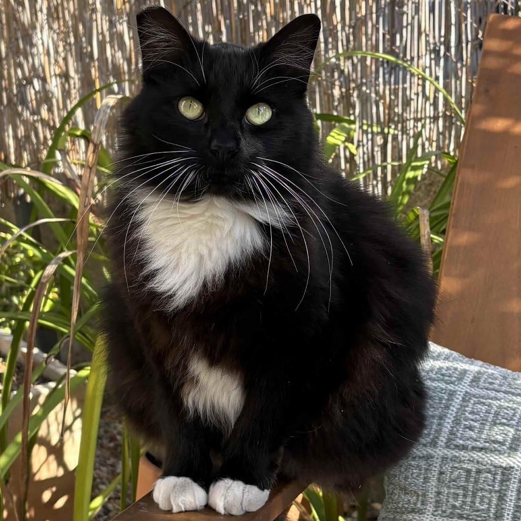 Enlarge Cholula, a Adoptable Domestic Long Hair in Oakland, CA image 5/6