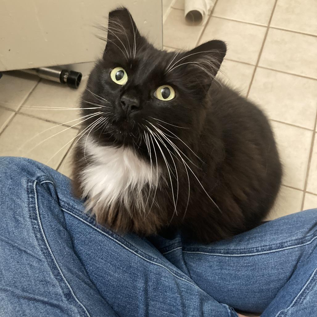 Enlarge Cholula, a Adoptable Domestic Long Hair in Oakland, CA image 6/6