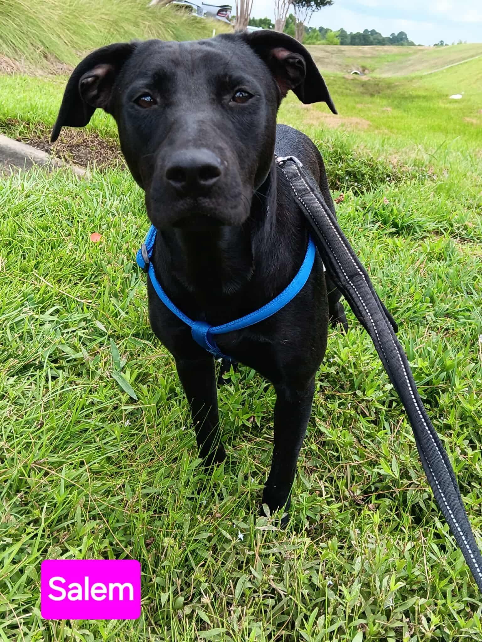 Enlarge Salem, a Adoptable Pit Bull Terrier in Farmerville, LA image 1/2