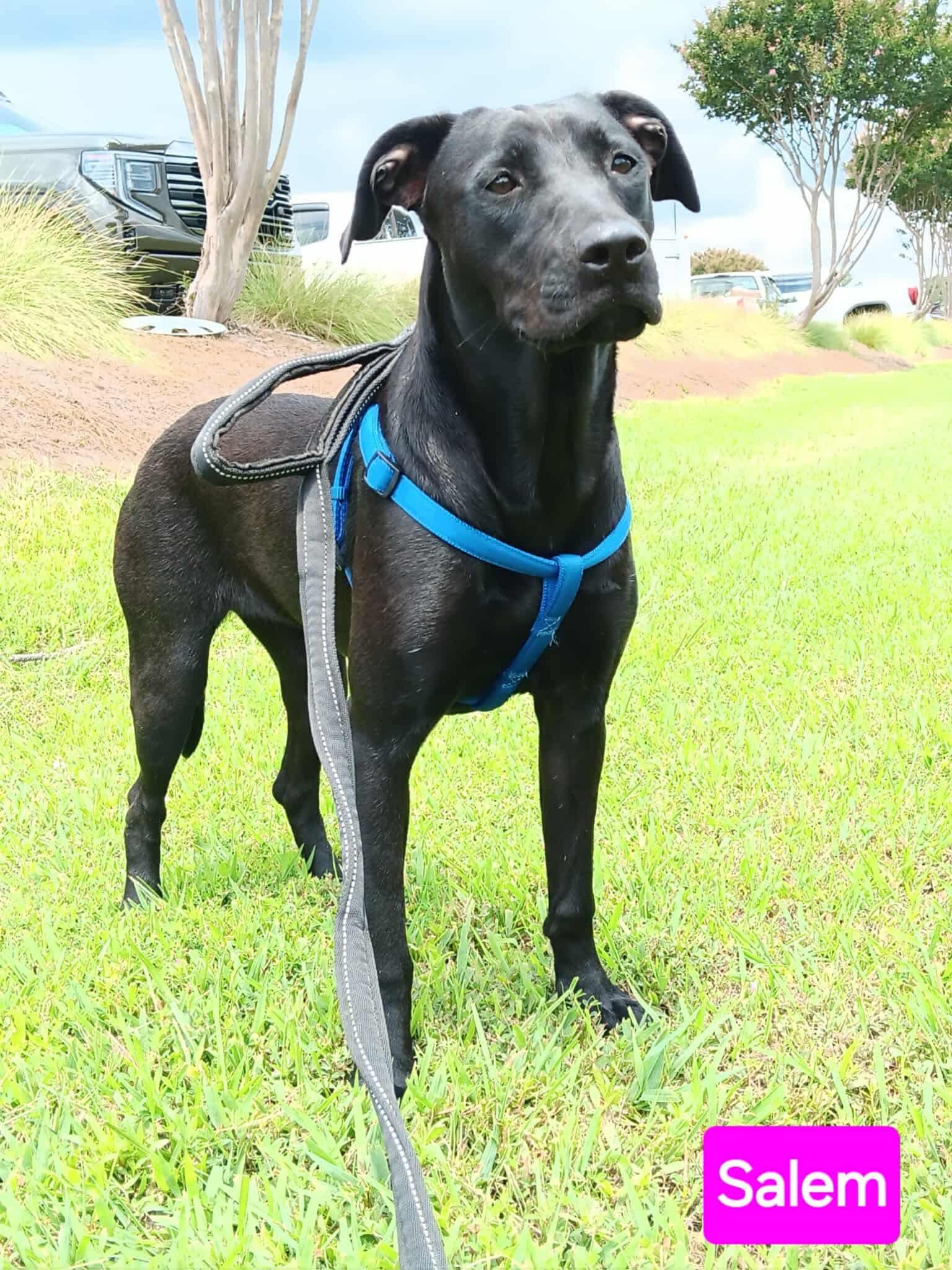 Enlarge Salem, a Adoptable Pit Bull Terrier in Farmerville, LA image 2/2